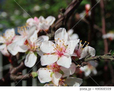 ユスラウメ　梅桃　 Downy cherry 49068509