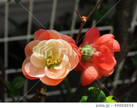 ボケ　木瓜　 Flowering quince 49068658
