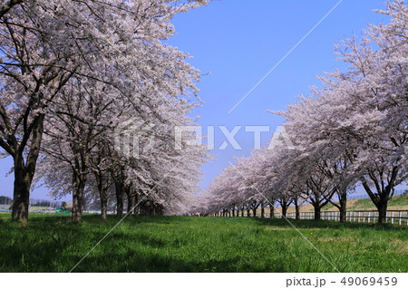 春の桜並木 49069459