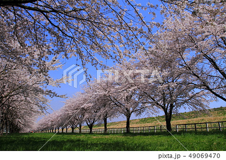 春の桜並木 49069470