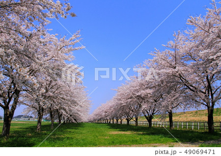 春の桜並木 49069471