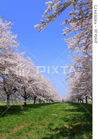春の桜並木 49069475