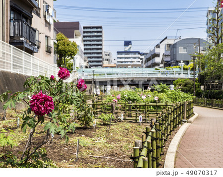 牡丹園・江東区 牡丹園・江東区 49070317