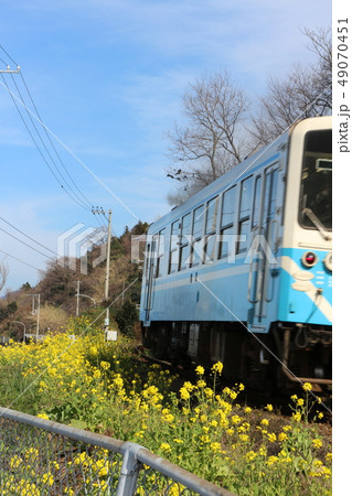 双海の菜の花畑と電車 双海の菜の花畑と電車 49070451