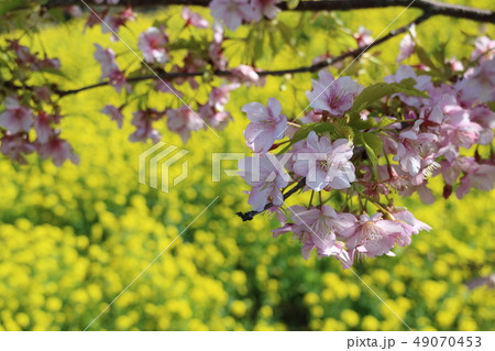 双海閏住地区の菜の花畑と桜 49070453
