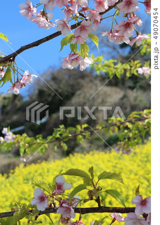 双海閏住地区の菜の花畑と桜 双海閏住地区の菜の花畑と桜 49070454