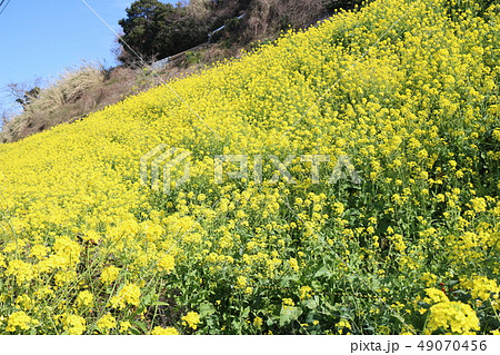 双海閏住地区の菜の花畑 49070456