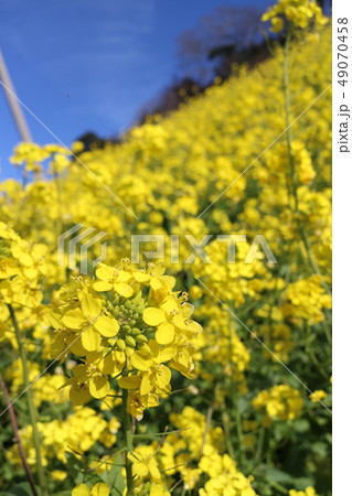双海閏住地区の菜の花畑 双海閏住地区の菜の花畑 49070458