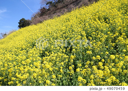 双海閏住地区の菜の花畑 49070459