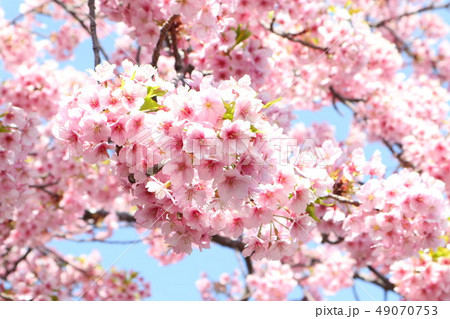 美しいサクラの花 美しいサクラの花 49070753