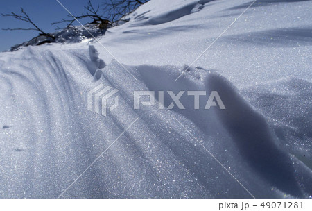 雪紋　 49071281