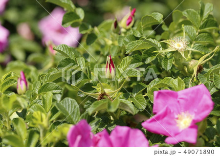 ハマナス 花と実 ハマナス 花と実 49071890