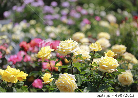 アカオフォレスト　初夏のバラ園 49072012