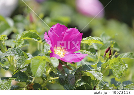 ハマナス　花と実 49072118