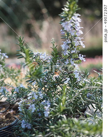 ローズマリー 49072307