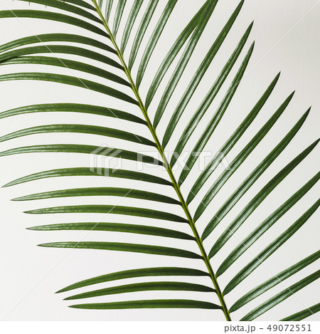 Fragment Palm branch on white background. Abstract background Fragment Palm branch on white background. Abstract background 49072551