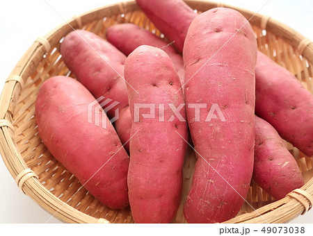 紫芋 パープルスイートロード 紫芋 パープルスイートロード 49073038