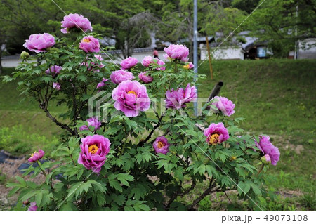 牡丹の花 49073108