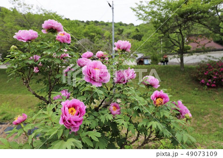 牡丹の花 49073109