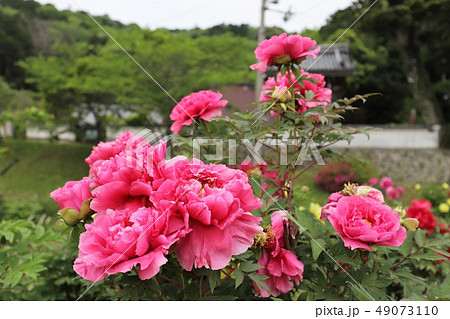 牡丹の花 牡丹の花 49073110