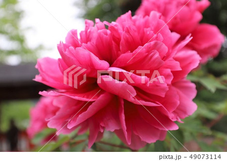 牡丹の花 牡丹の花 49073114