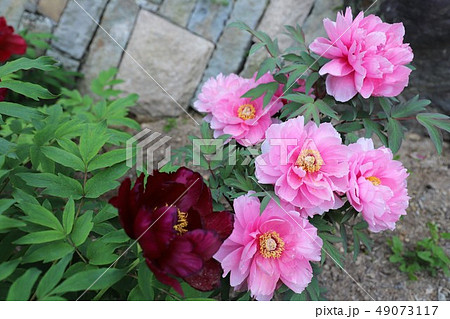 牡丹の花 牡丹の花 49073117