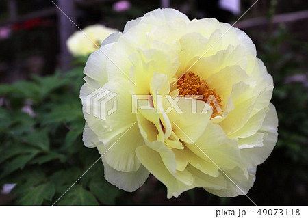 牡丹の花 49073118
