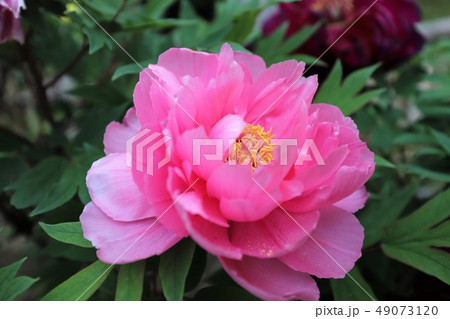 牡丹の花 牡丹の花 49073120