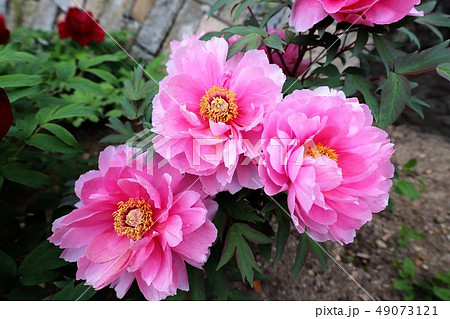 牡丹の花 49073121