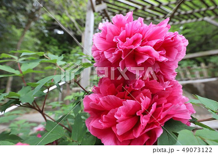 牡丹の花 牡丹の花 49073122