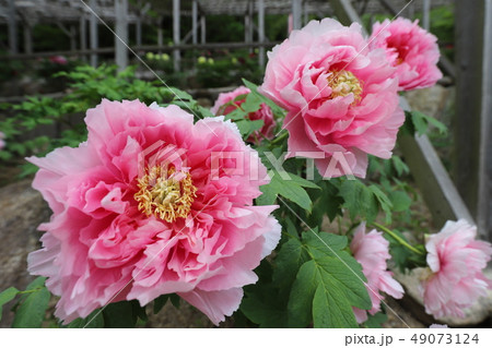 牡丹の花 牡丹の花 49073124