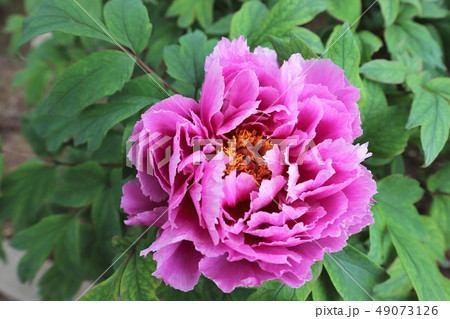 牡丹の花 牡丹の花 49073126
