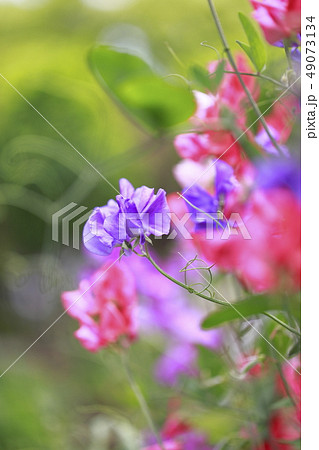 カラフルなスイートピー　 49073134