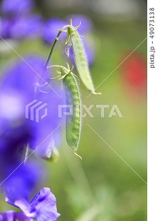 カラフルなスイートピー カラフルなスイートピー 49073138