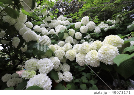 牡丹の花 牡丹の花 49073171