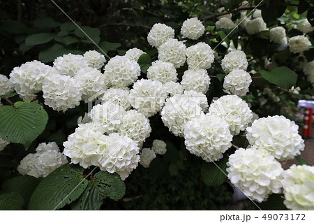牡丹の花 牡丹の花 49073172