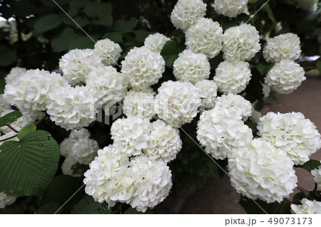 牡丹の花 牡丹の花 49073173