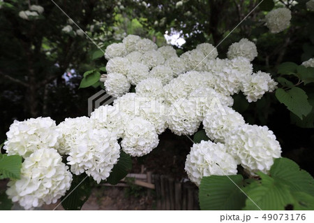 牡丹の花 牡丹の花 49073176
