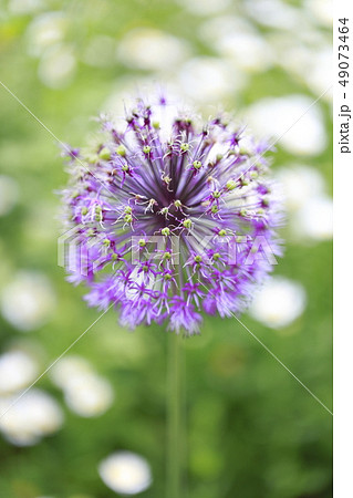 アリューム アリウム の花 の写真素材