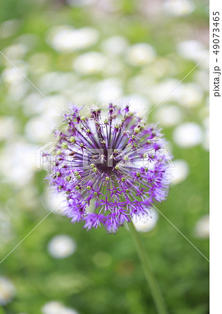 アリューム(アリウム)の花 アリューム(アリウム)の花 49073465