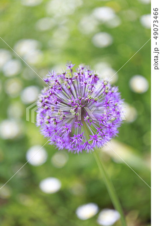 アリューム(アリウム)の花 アリューム(アリウム)の花 49073466