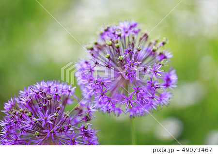 アリューム アリウム の花 の写真素材