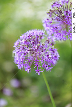 アリューム アリウム の花 の写真素材 49073468 Pixta