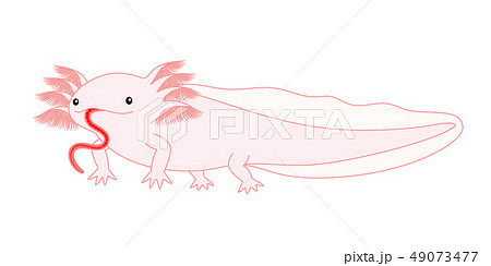 エサを食べるウーパールーパー Axolotl ピンクのイラスト素材