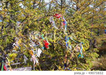Colorful ribbons on the tree , Lake Baikal, Russia 49073832