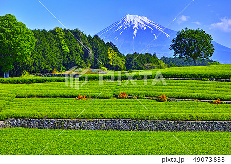 静岡県富士市からの茶畑と富士山 静岡県富士市からの茶畑と富士山 49073833