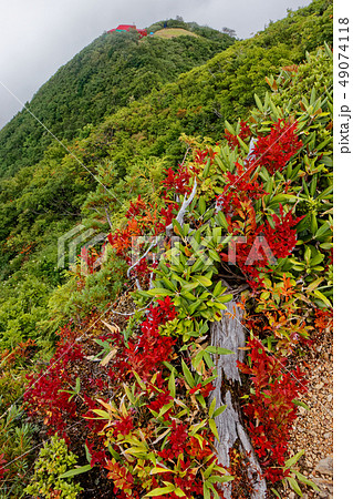 栂海山荘・犬ヶ岳の灌木の紅葉と栂海山荘 49074118