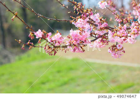 河津桜の花 49074647