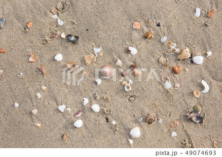 Seshells on sand on the beach, Krabi, Thailand.  49074693
