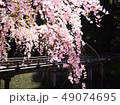 Cherry blossom (sakura) blooming in spring season  49074695